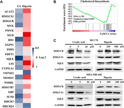 Natural compounds ursolic acid and digoxin exhibit inhibitory activities to cancer cells in RORγ-dependent and -independent manner